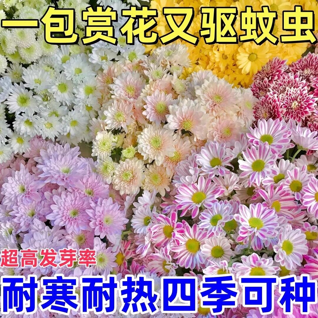 除虫菊种子驱蚊草防蚊蝇驱蚊花种子多年生花种防蚊虫花草驱蚊植物