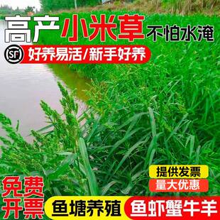 小米草籽水生养殖喂鱼虾蟹水草种子雀叶稗湖南稷子高产水稗草牧草