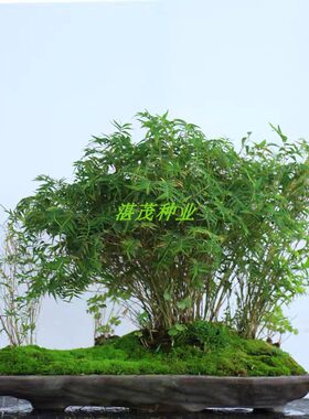 盆景庭院阳台观音竹小型种子