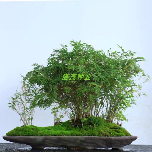 盆景庭院阳台观音竹小型种子