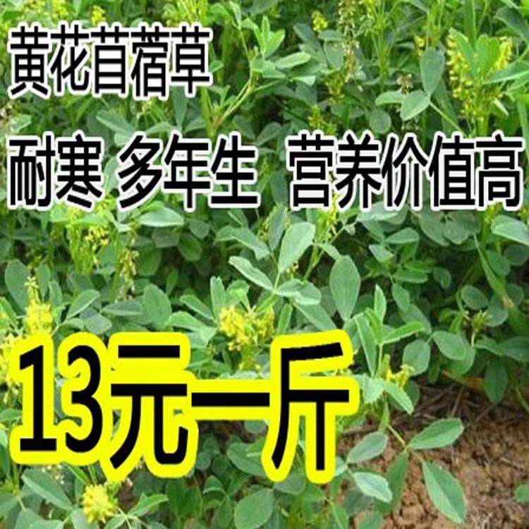 草木樨种子 草木犀 蜜源植物 黄花草 牧草型 绿肥 耐寒耐贫瘠草籽