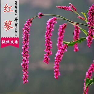 红蓼种子狗尾巴花籽耐湿水边易活花卉庭院荷塘景观花卉水红花种孑