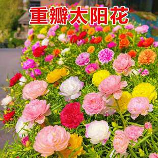 太阳花种孑重瓣四季盆栽凤仙花多色太阳花籽四季种子种籽混色