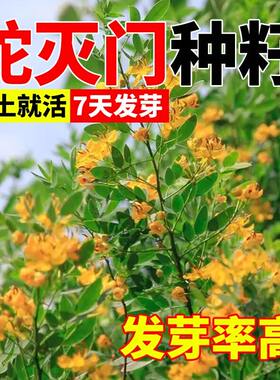 蛇灭门种子四季种植望江南野决明凤仙花蛇倒退防蛇驱蛇植物草种籽