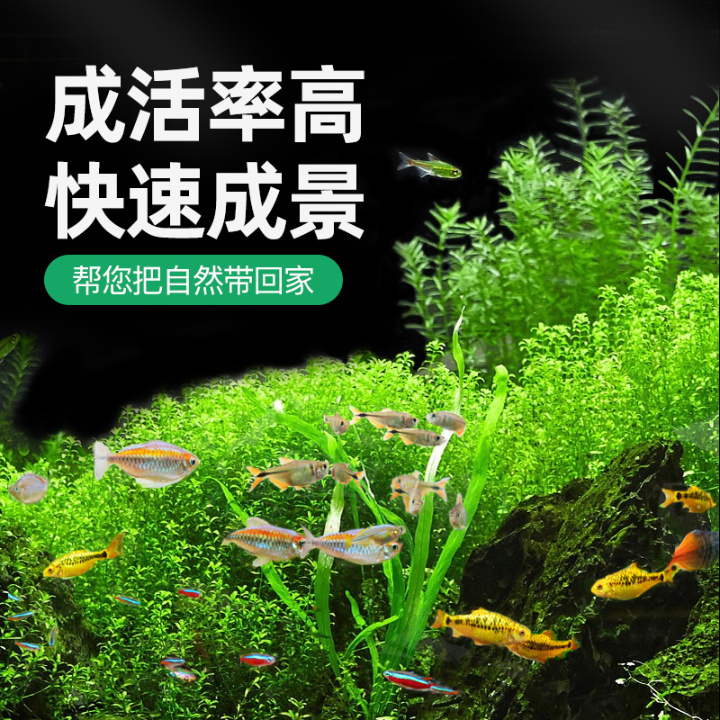 水草种子鱼缸造景草籽牛毛草种植