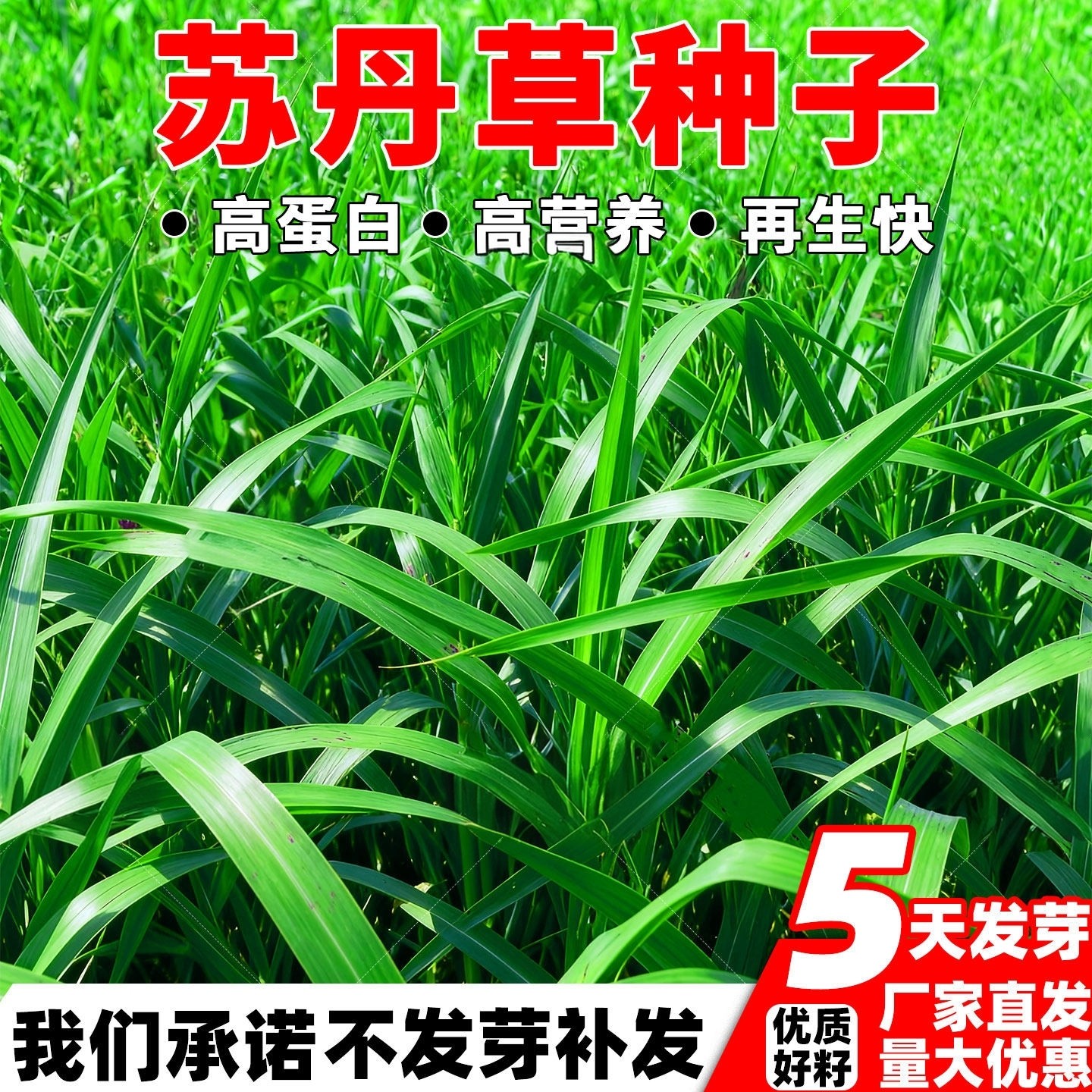 苏丹草种子养鱼专用草种高丹草籽四季猪牛羊种子牧草再生鱼草种籽