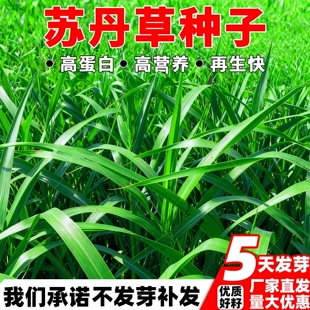 苏丹草种子养鱼专用草种高丹草籽四季猪牛羊种子牧草再生鱼草种籽