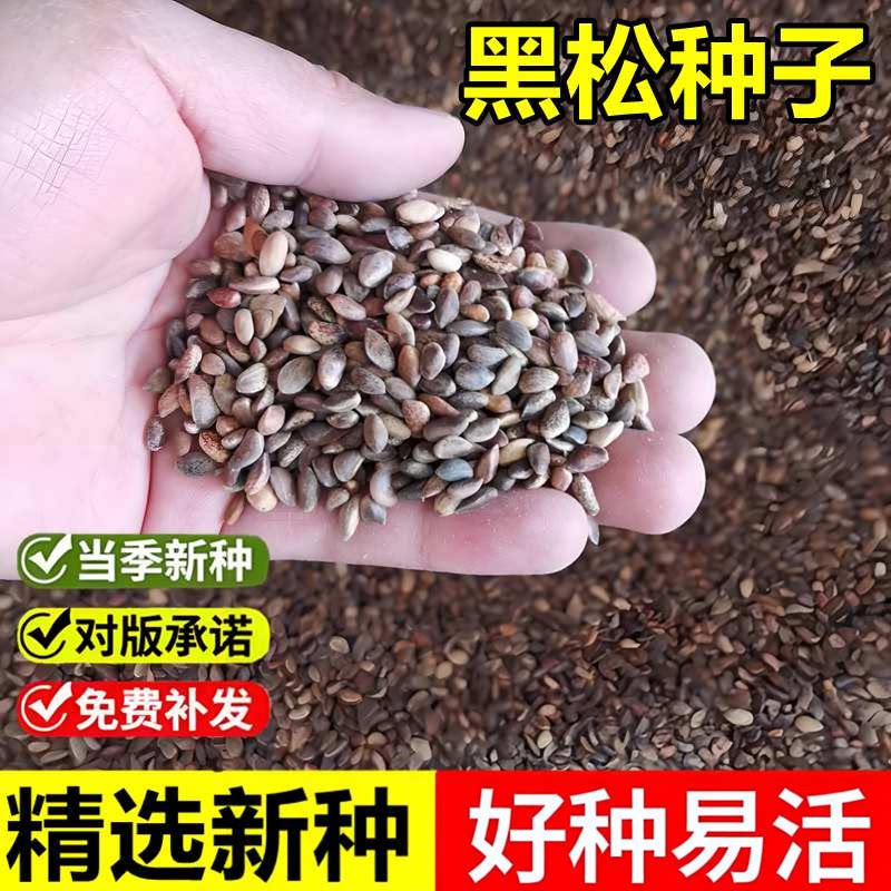 当年新采黑松种子白芽松树种籽庭院公园大型观赏四季常绿盆栽乔木