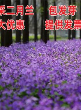 二月兰草花种子绿化草花种子