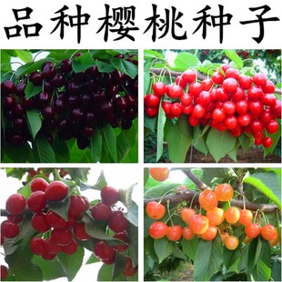 散装樱桃树种子 车厘子野樱桃山樱桃毛山樱桃大樱桃四季果树种籽