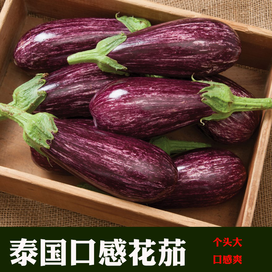 泰国花茄种子长茄种子长丝茄子种子竹丝茄水果茄子茄子苗蔬菜种子