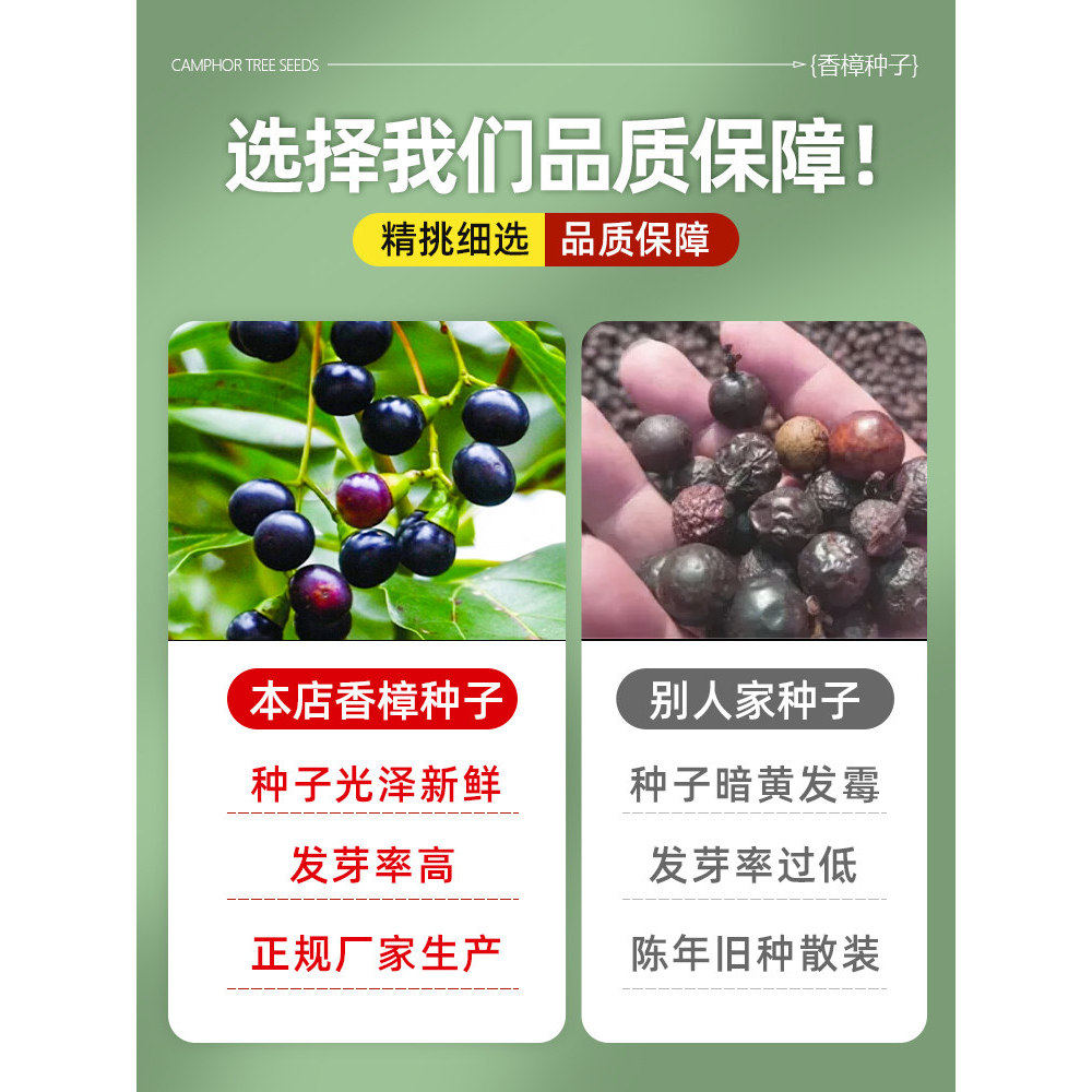 香樟树籽大叶小叶香樟籽四季种植绿化行道新采樟树种子四季青树种