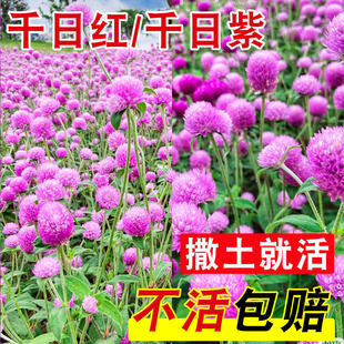 千日红千日紫花籽盆栽观赏花种子好易播易活四季播种花海花籽子孑