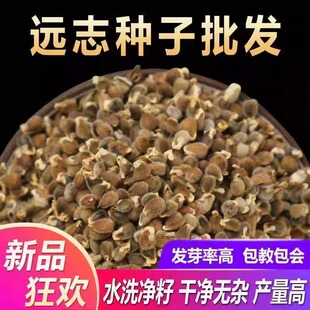 远志种子抽芯远志苗中药材非野生远志种籽特级500g克正品可做茶