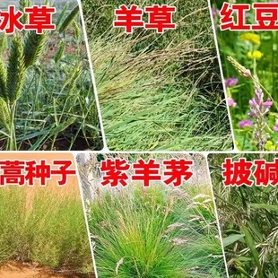 扁穗冰草紫羊茅沙嵩蒿羊草草籽红豆草种子孑耐旱寒抗风沙绿化护坡