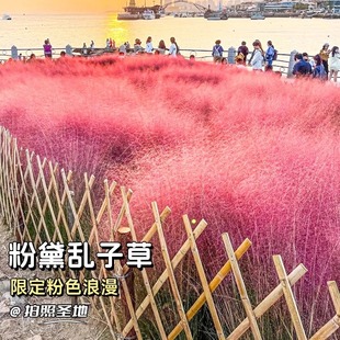 粉黛乱子草种籽网红四季花卉多年生种子庭院园区绿化观赏耐寒耐热