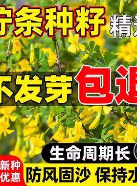 柠条种子护坡灌木草籽