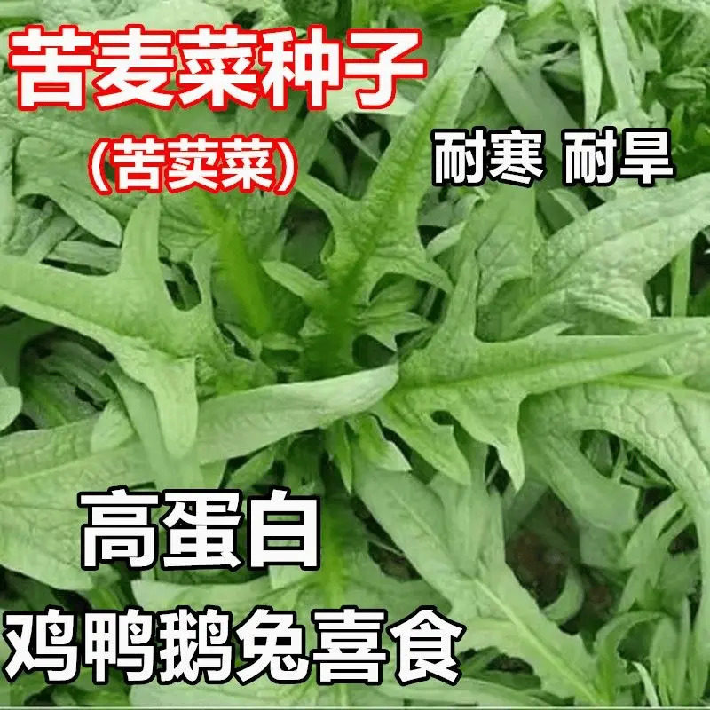 苦荬菜种子多年生牧草籽喂猪牛羊鸡鸭鹅苦麻菜苦麦菜四季牧草种籽