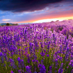 薰衣草种子法国普罗旺斯薰衣草花种四季易种庭院驱蚊香草盆栽包邮