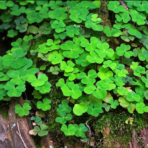 植物园林绿化庭院幸运草