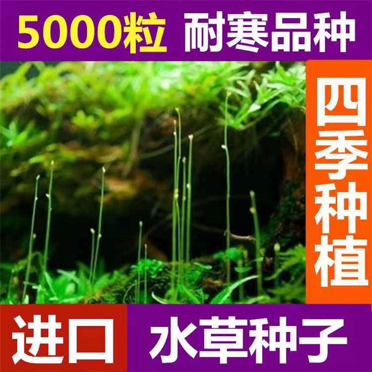 鱼缸装饰水草种子活体淡水真植物阴性莫斯养鱼养虾造景牛毛草坪泥