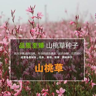 山桃草千鸟花种子易种活白桃玉蝶花籽开花庭院室内外盆栽花卉