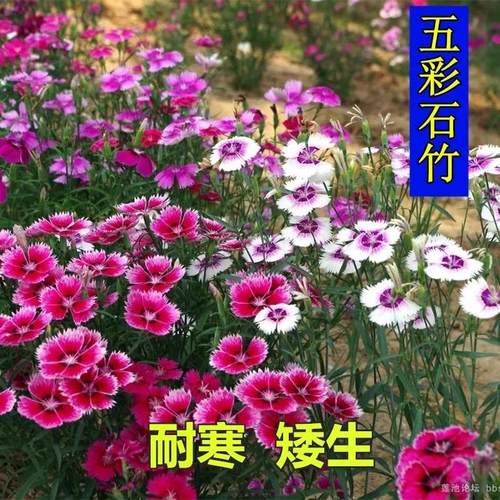 五彩石竹种子四季混色