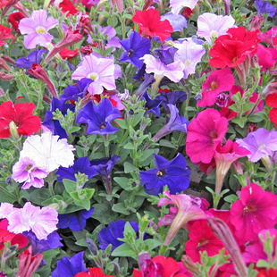 矮生牵牛花种子喇叭花种籽混色盆栽春四季好种易活室外室内阳台孑