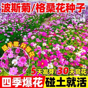 格桑花播种季节波斯菊庭院花卉矮杆野花组合开花种子籽孑