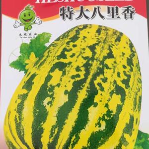 特大甜瓜香瓜种子种籽孑黑面瓜四季香甜羊角酥蜜牛角蜜瓜大全
