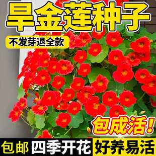 旱金莲花种子旱荷花室外易活四季好种盆栽花卉种籽子阳台爬藤植物