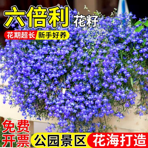 六倍利桔梗半边莲阳台吊兰翠蝶花