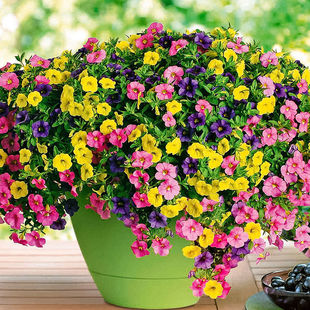 矮牵牛花种子百万小玲花种籽四季易活室内室外庭院爬藤植物种籽孑