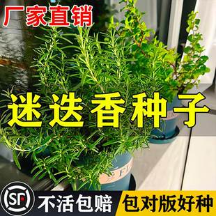 迷迭香种子 多年生驱蚊虫提神香草种子 庭院阳台盆栽四季花卉种籽
