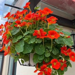 旱金莲花种籽子 旱荷花种子绿植物室内耐阴阳台庭院盆栽垂钓花卉