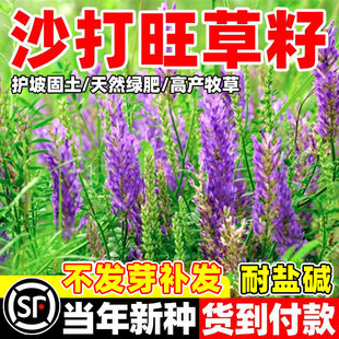 沙打旺种子绿肥草护坡固土防沙耐寒耐旱耐盐碱多年生进口牧草种籽
