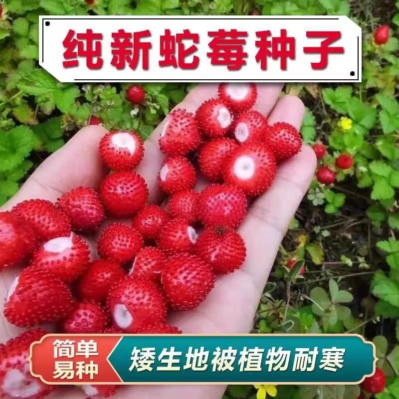 蛇莓种子野生草莓多年生园林地被点缀花籽中药材蛇泡草籽庭院盆栽
