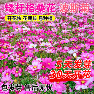 格桑花籽播种季节四季波斯菊庭院花卉混色矮杆野花组合开花种子孑