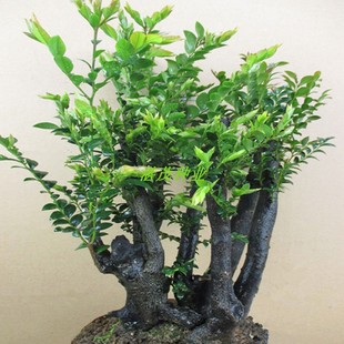 新采紫檀种子名贵小叶紫檀种子大叶紫檀种子印度紫檀种子林木种子