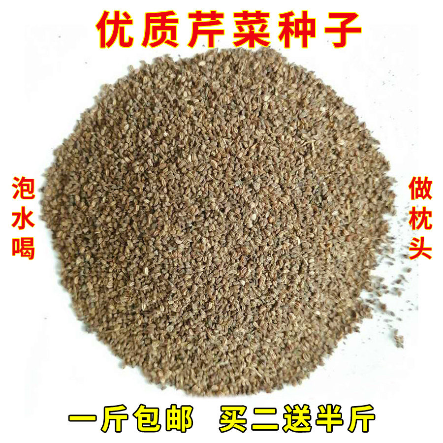 优质芹菜种子西芹种籽香芹新鲜干净泡水喝泡茶做枕头中老年散装