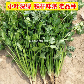 优质小叶香菜种籽芫荽香荽老品种大叶园荽种耐热四季蔬菜种子阳台