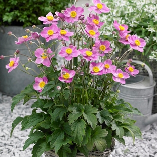 博眾銀蓮花秋牡丹盆栽秋季 觀花植物庭院室外花園花鏡多年生花苗