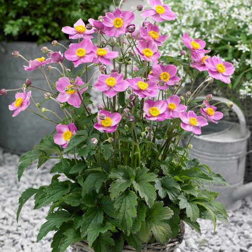农业进口秋季室外好养观花植物