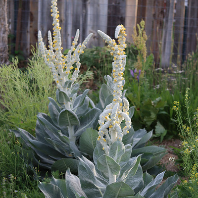 银叶鼠尾草银丝毛蕊花绵毛水苏