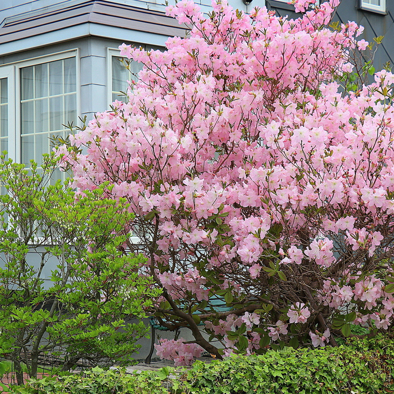 博众花灌木大字杜鹃现货春花庭院花园耐寒落叶花灌木盆栽