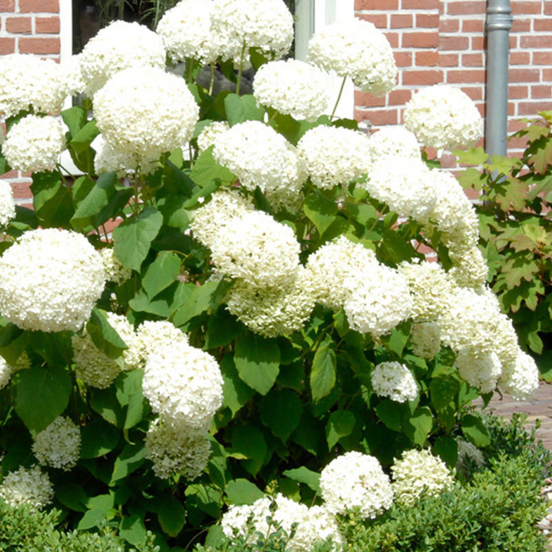 园也花叶圆锥绣球夏雪安娜 欧洲木绣球玫瑰盆栽植物庭院阳台花卉