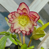 博众1加仑耐寒日系铁筷子花苗庭院花园宿根冬春开花盆栽植物