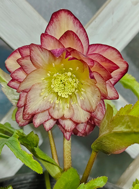 博众1加仑耐寒日系铁筷子花苗庭院花园宿根冬春开花盆栽植物