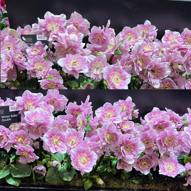 博众 园也  铁筷子圣诞玫瑰冬日芭蕾重瓣耐寒宿根植物,鲜花速递/花卉仿真/绿植园艺,宿根/地被植物,淘宝优惠券,粉丝福利购,淘宝优惠卷