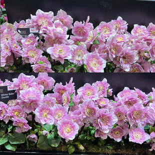 博众 园也  铁筷子圣诞玫瑰冬日芭蕾系列耐寒宿根植物